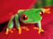 Červenooká žaba